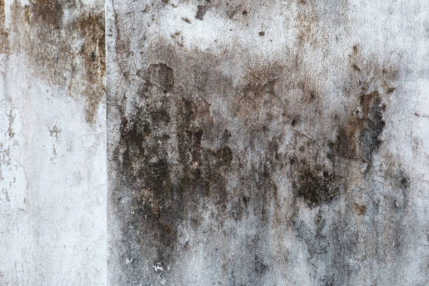 Best Post-Construction Mold Inspection  in Vaeboro, NC